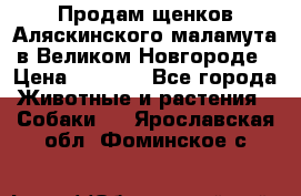 Продам щенков Аляскинского маламута в Великом Новгороде › Цена ­ 5 000 - Все города Животные и растения » Собаки   . Ярославская обл.,Фоминское с.